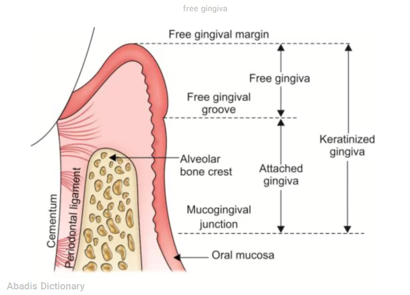 free gingiva